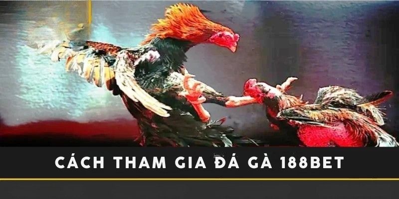 Cách tham gia đá gà tại 188bet vô cùng đơn giản