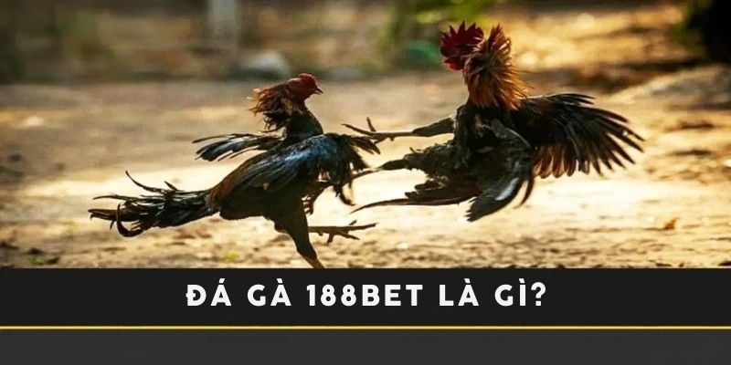 Cá cược đá gà tại 188Bet