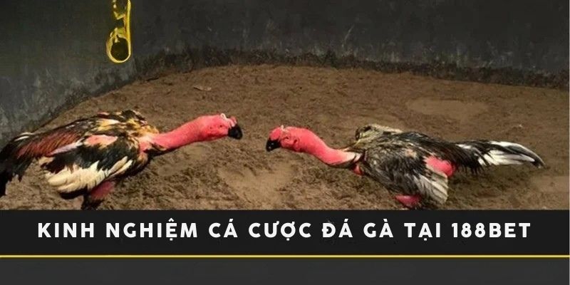 Kinh nghiệm cá cược cần nắm khi tham gia cá cược
